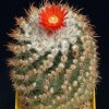 Parodia_otuyensis_v_yampar